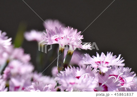 三鷹中原に咲くピンクのナデシコ 45861837