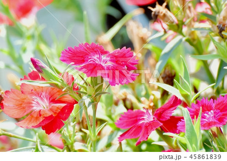 三鷹中原に咲くナデシコ 三鷹中原に咲くナデシコ 45861839