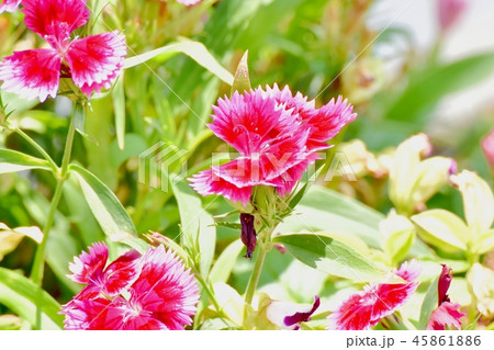 三鷹中原に咲くアメリカナデシコ 45861886