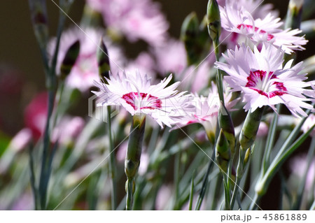 三鷹中原に咲くナデシコ 45861889