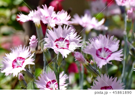 三鷹中原に咲くナデシコ 45861890