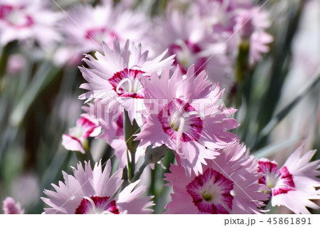 三鷹中原に咲くナデシコ 45861891