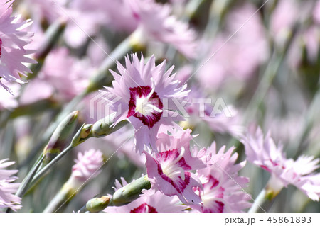 三鷹中原に咲くナデシコ 三鷹中原に咲くナデシコ 45861893