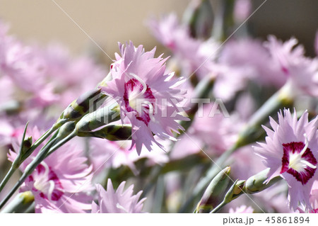 三鷹中原に咲くナデシコ 45861894