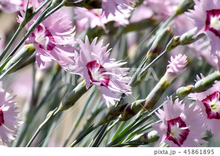 三鷹中原に咲くナデシコ 45861895