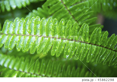 タマシダ 45862298