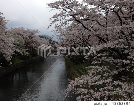 玉川上水の桜 45862394