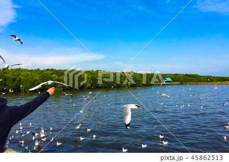 The man is feeding the Seagull The man is feeding the Seagull 45862513