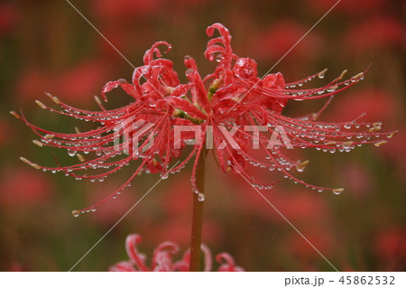 ごんの秋まつり 彼岸花 45862532