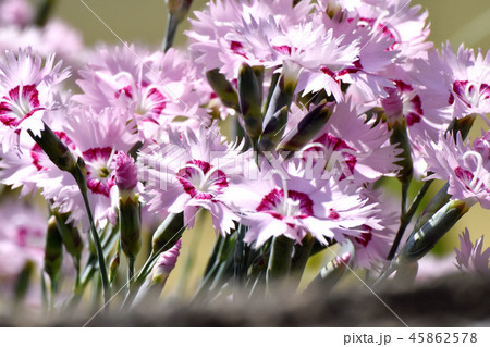 三鷹中原に咲くナデシコ 45862578