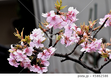 三鷹市中原に咲いた カワヅザクラ（河津桜） 45862586