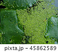 Green plants and small algae 45862589