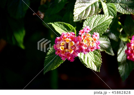 三鷹中原に咲くランタナ 45862828