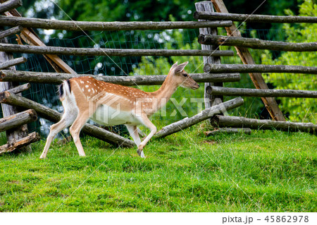 Fallow deer, Dama dama, closeup on deer farm in Olimje, Slovenia Fallow deer, Dama dama, closeup on deer farm in Olimje, Slovenia 45862978