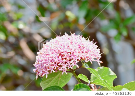 三鷹中原に咲くボタンクサギ 三鷹中原に咲くボタンクサギ 45863130