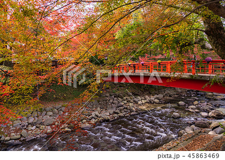 （静岡県）修善寺温泉　桂川の紅葉 45863469
