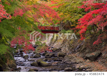 （静岡県）修善寺温泉　桂川の紅葉 45863474