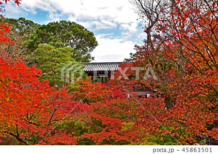 東福寺紅葉 東福寺紅葉 45863501