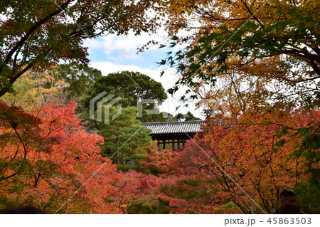 東福寺紅葉 東福寺紅葉 45863503