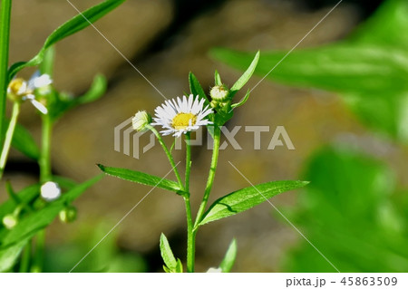 三鷹中原に咲くヒメジョオン 三鷹中原に咲くヒメジョオン 45863509