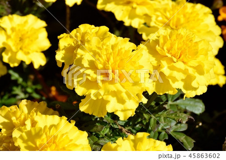 三鷹中原に咲く黄色いマリーゴールド 三鷹中原に咲く黄色いマリーゴールド 45863602