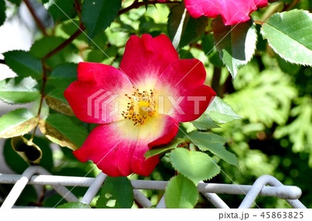 三鷹中原に咲く一重の赤いバラ（カクテル） 45863825