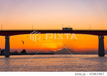 朝日を待ちきれず喜ぶ海鳥達（城ヶ島大橋） 45863967