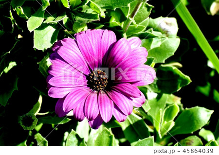 三鷹中原に咲く紫色のオステオスペルマム 三鷹中原に咲く紫色のオステオスペルマム 45864039