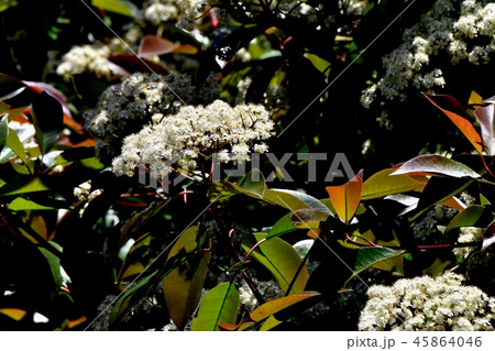 三鷹中原に咲くカナメモチの花 45864046