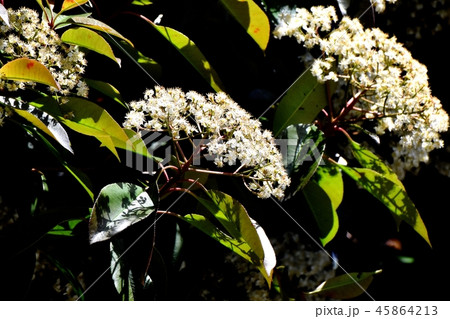 三鷹中原に咲くカナメモチの花 45864213