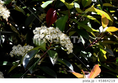 三鷹中原に咲くカナメモチの花 三鷹中原に咲くカナメモチの花 45864219