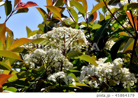 三鷹中原に咲くカナメモチの花 45864379