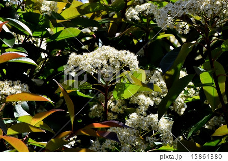 三鷹中原に咲くカナメモチの花 三鷹中原に咲くカナメモチの花 45864380