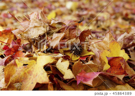 晩秋、紅葉のアメリカスズカケノキの落ち葉に実の抜け殻も 晩秋、紅葉のアメリカスズカケノキの落ち葉に実の抜け殻も 45864389