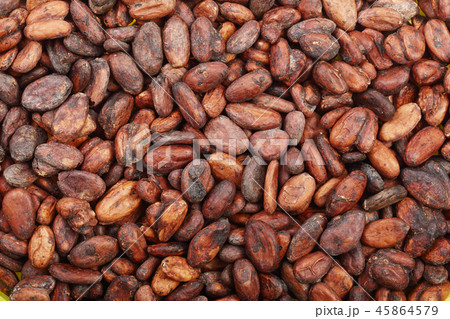 unpeeled cocoa bean as a background top view unpeeled cocoa bean as a background top view 45864579