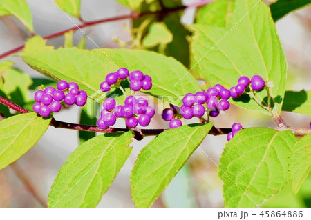 三鷹中原に咲くコムラサキ 三鷹中原に咲くコムラサキ 45864886