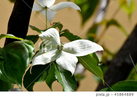 三鷹中原に咲く白いヤマボウシの花 三鷹中原に咲く白いヤマボウシの花 45864889
