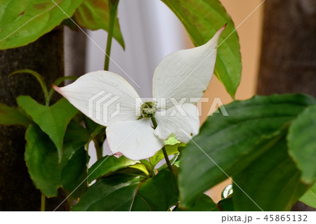 三鷹中原に咲く白いヤマボウシの花 三鷹中原に咲く白いヤマボウシの花 45865132