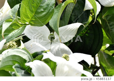 三鷹中原に咲く白いヤマボウシの花 三鷹中原に咲く白いヤマボウシの花 45865137