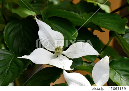 三鷹中原に咲く白いヤマボウシの花 三鷹中原に咲く白いヤマボウシの花 45865139