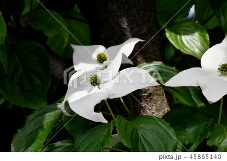 三鷹中原に咲く白いヤマボウシの花 三鷹中原に咲く白いヤマボウシの花 45865140
