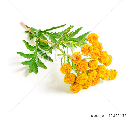 tansy with leaf isolated on a white background. Medical herb 45865155