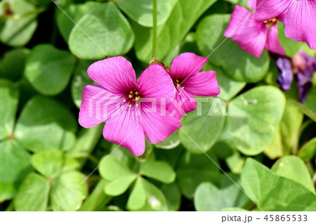 三鷹中原に咲くイモカタバミ 45865533