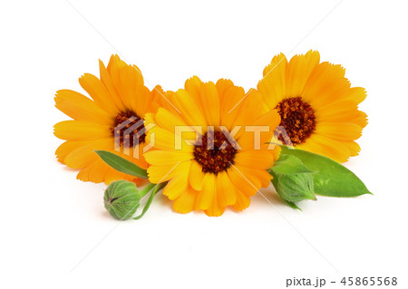 Calendula. Marigold flower with leaf isolated on white background 45865568