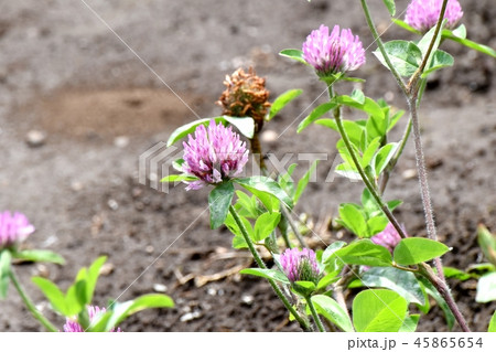 三鷹中原に咲くレッドクローバー 45865654