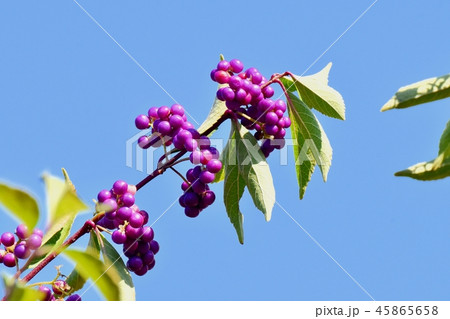 三鷹中原に咲くコムラサキ 45865658