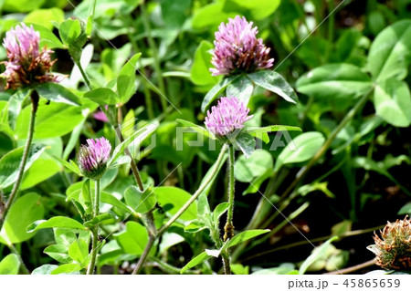 三鷹中原に咲くレッドクローバー 45865659