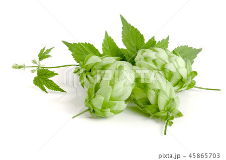 hop cones with leaf isolated on white background close-up 45865703
