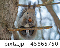 クルミを食べるエゾリス 45865750