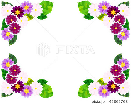 プリムラの花のフレームのイラスト素材